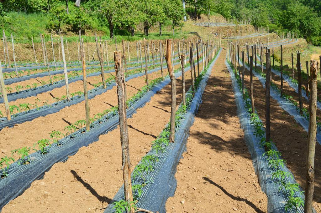 Agriturismo E Turre Serrastretta ภายนอก รูปภาพ