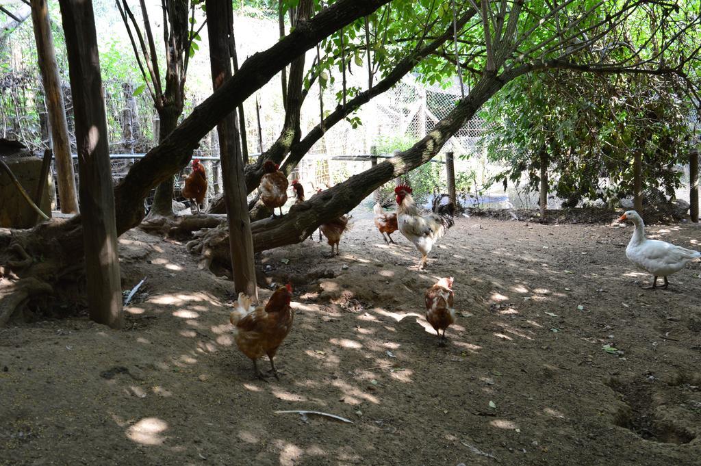 Agriturismo E Turre Serrastretta ภายนอก รูปภาพ