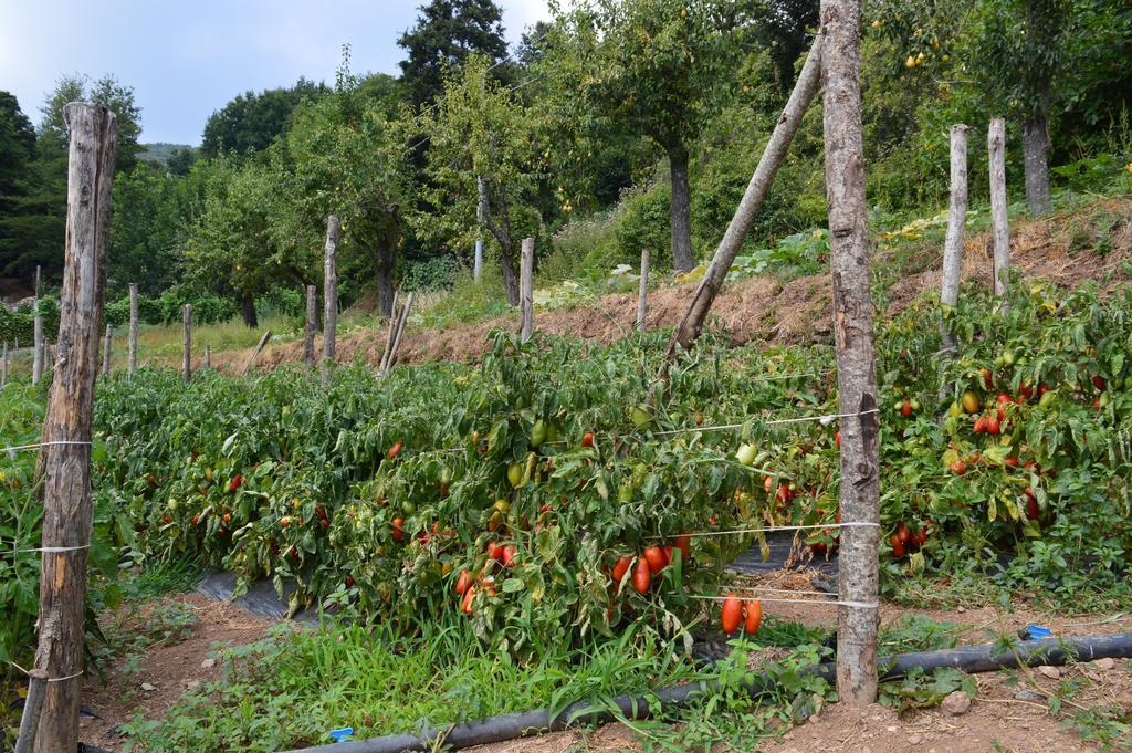 Agriturismo E Turre Serrastretta ภายนอก รูปภาพ