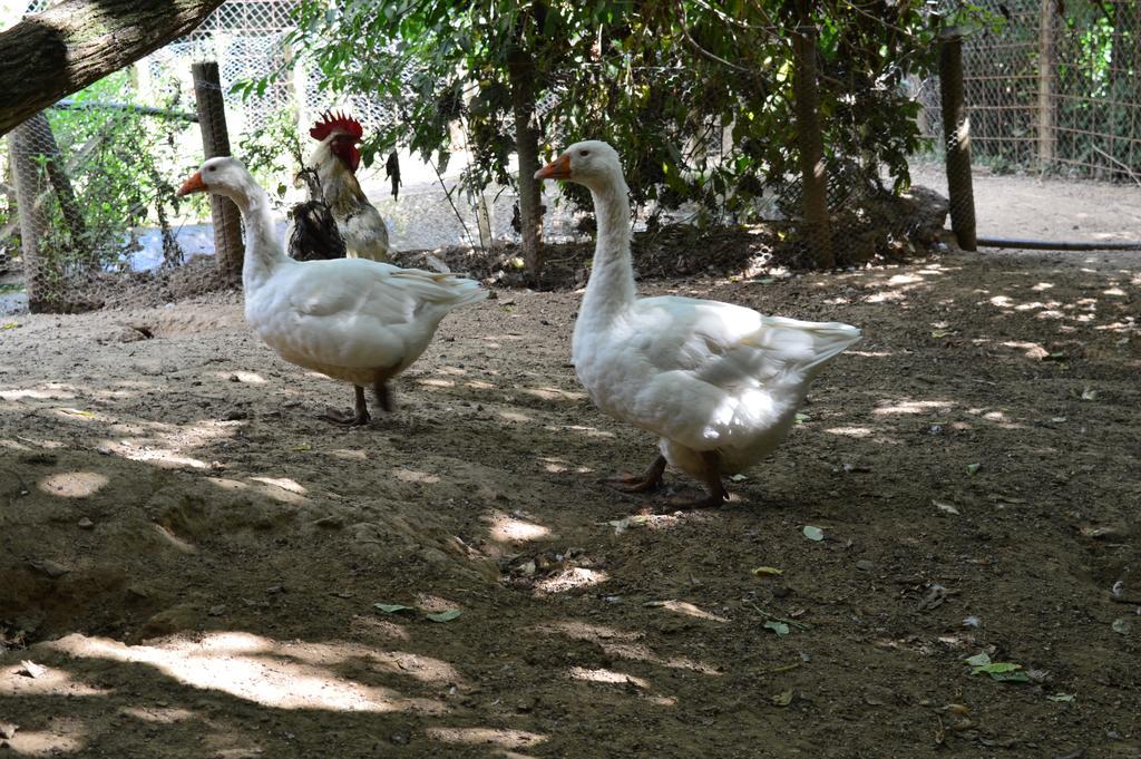 Agriturismo E Turre Serrastretta ภายนอก รูปภาพ