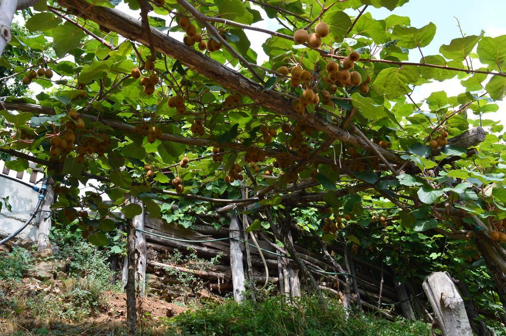 Agriturismo E Turre Serrastretta ภายนอก รูปภาพ