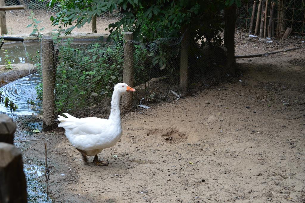 Agriturismo E Turre Serrastretta ภายนอก รูปภาพ